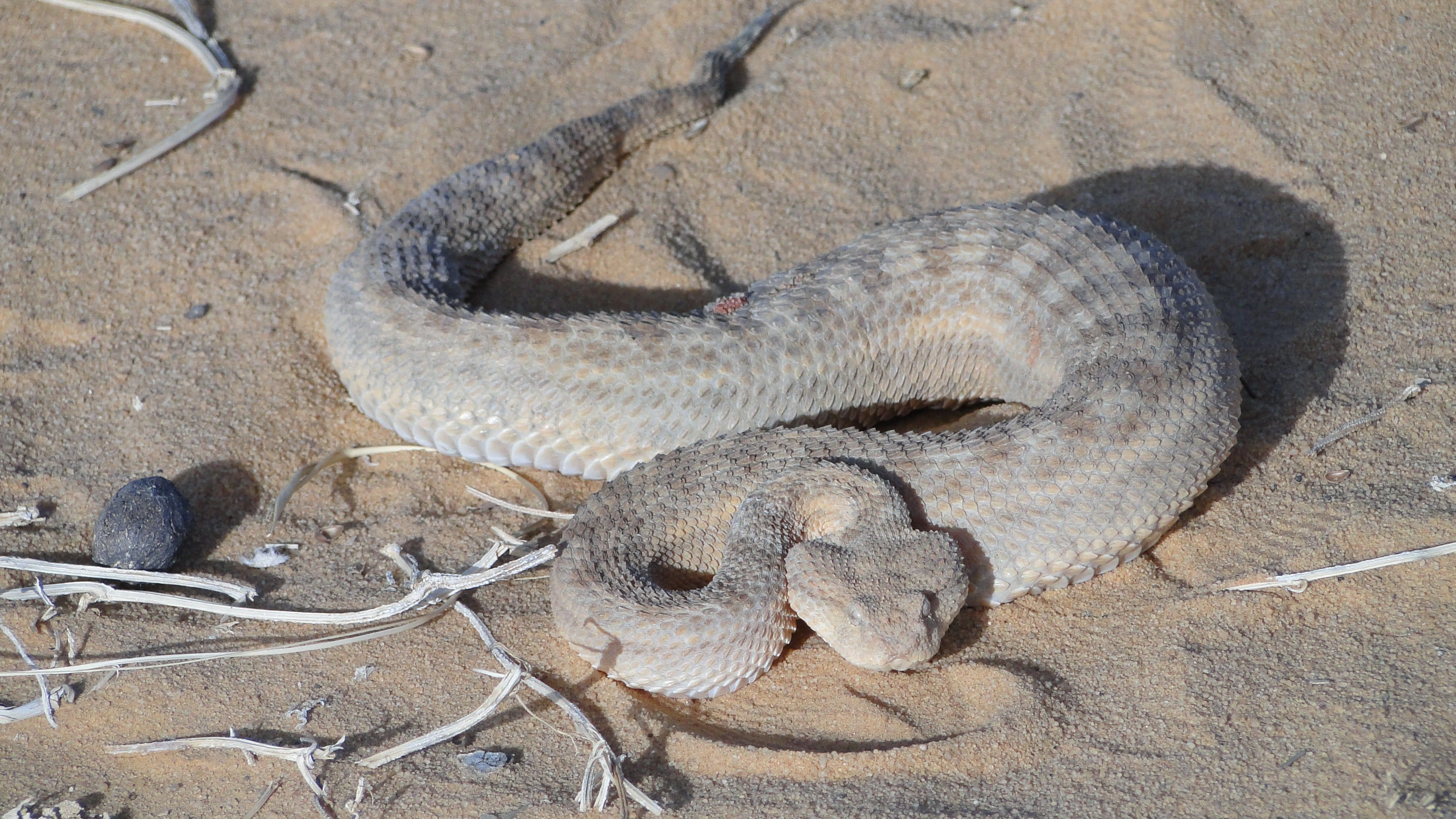 Disparition insolite